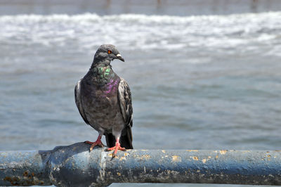 Close-up of bird perching on shore