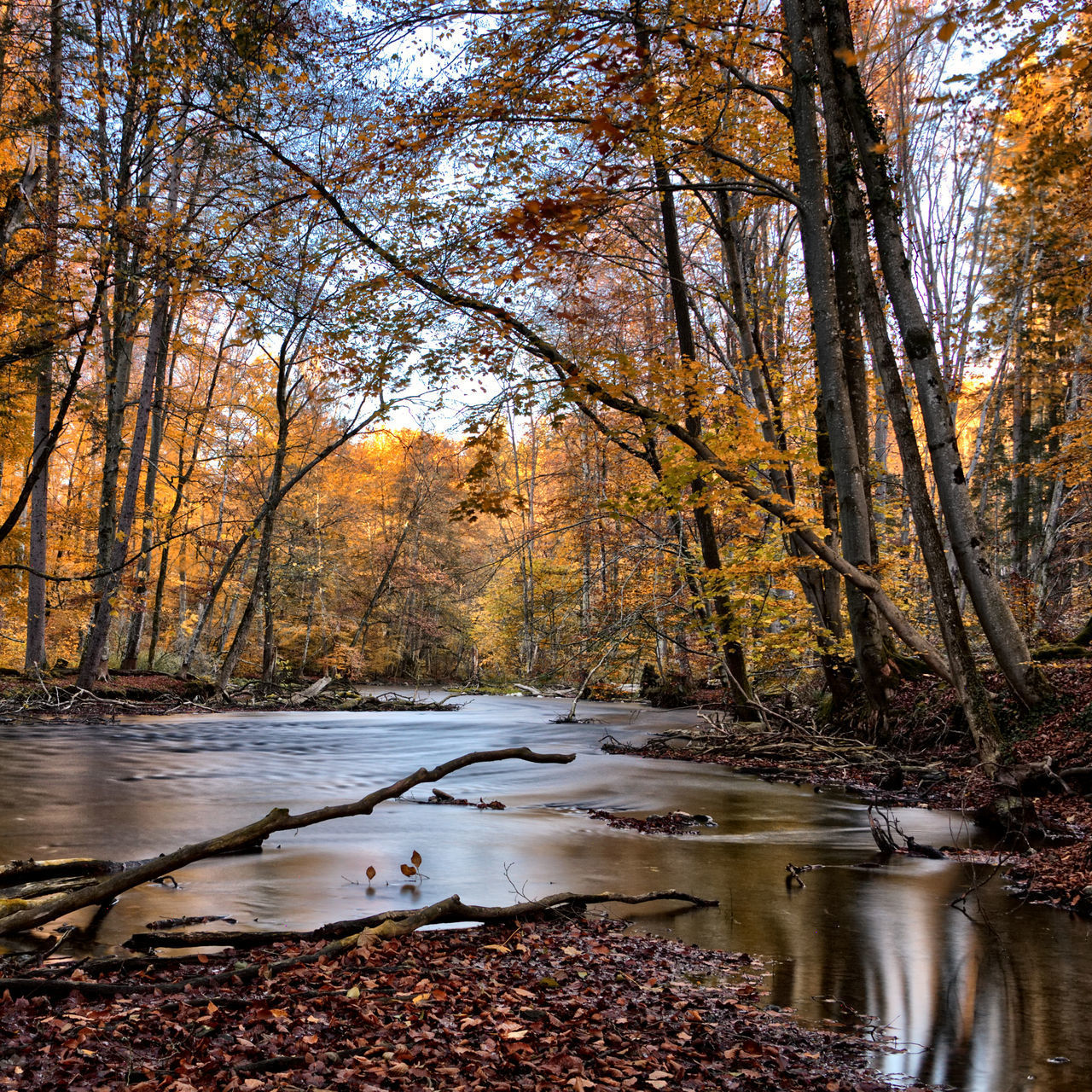 STREAM FLOWING AMIDST TREES IN FOREST