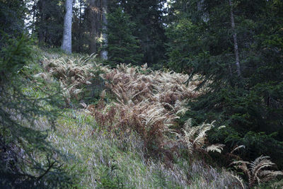 Trees in forest