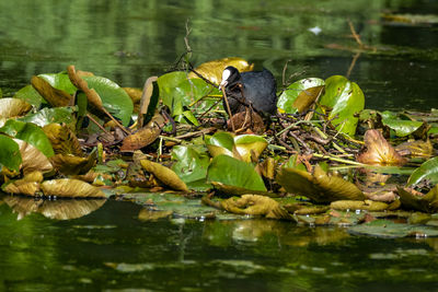 Leaves in a lake