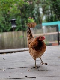 Close-up of a bird