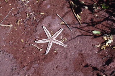 High angle view of starfish on sand