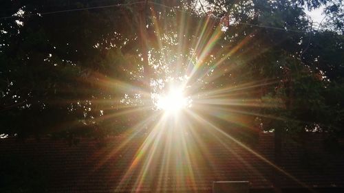 Low angle view of trees against sun