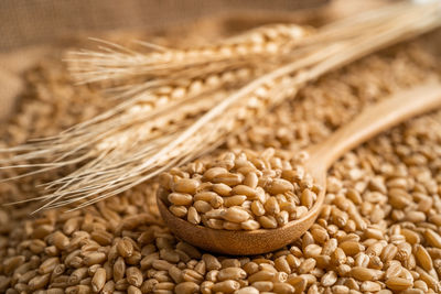 Close-up of wheat