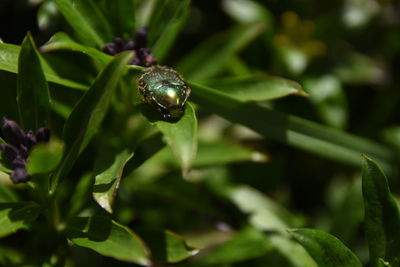 Close-up of insect on leaf