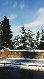 Trees against cloudy sky
