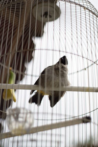 Low angle view of bird in cage
