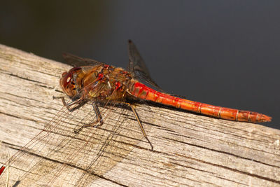 Close-up of insect on wood