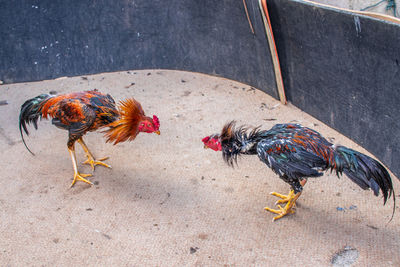 Two roosters during a cockfight at an event