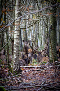 View of a forest