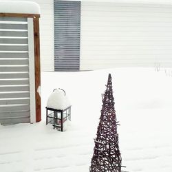 Close-up of snow covered tree