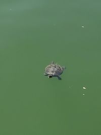 High angle view of a bird floating on water