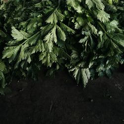 High angle view of plants