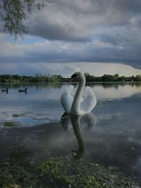 Swan floating on lake