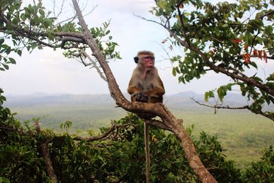 Monkey statue on tree against sky