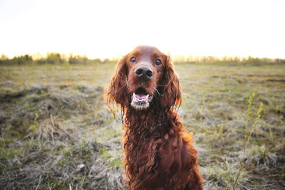 Close-up of a dog on field