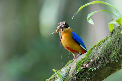 Close-up of bird perching on leaf