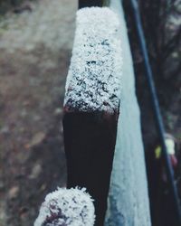 Close-up of plant against blurred background