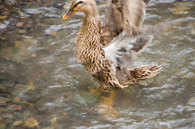 High angle view of ducks in water