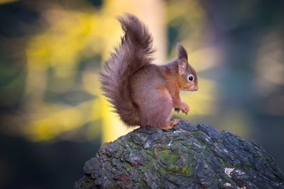 Close-up of eurasian red squirrel on rock