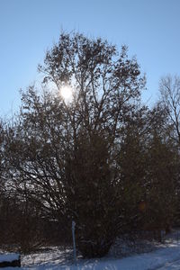 Low angle view of trees against clear sky during winter