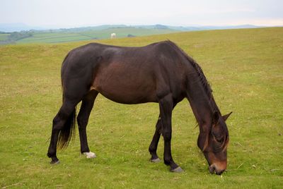 Horse grazing in a field