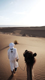 View of a horse on desert