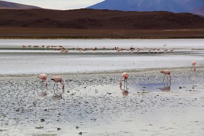 Flock of birds on a land