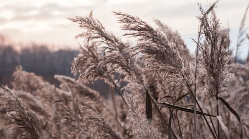 Dry reed on the lake, reed layer, reed seeds. golden reed grass in the fall in the sun. 