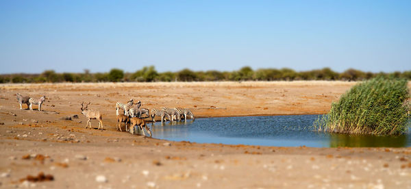 Wild zebras at the etosha national park in namibia.