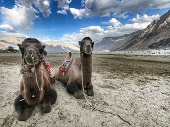 Camels relaxing on field