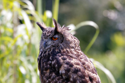 Close-up portrait of owl