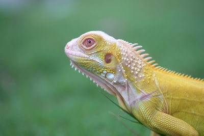 Close-up of lizard