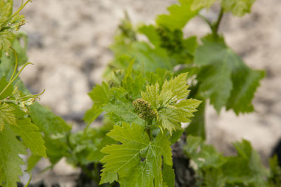 Close-up of green flowering plant