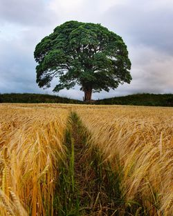 View of corn field against sky