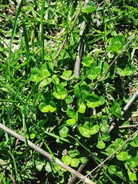 Close-up of fresh green plants