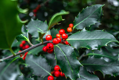 Close-up of red berries growing on tree