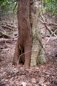 Trees growing in forest