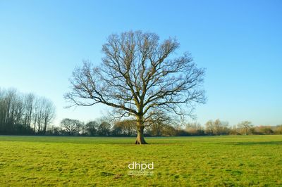 Tree on field against clear sky