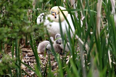 View of a bird on land