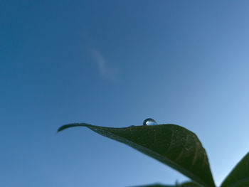 Close-up of insect against sky