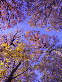 Low angle view of cherry blossoms against sky