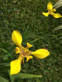 Close-up of yellow flowering plant on field