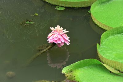 Pink lotus water lily in lake