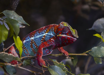 Close-up of lizard