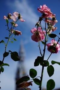 Close-up of pink flowering plants against sky