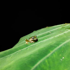 Insect on green leaf