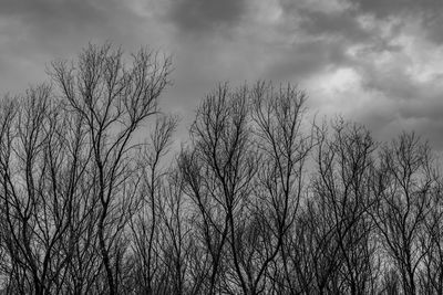 Low angle view of bare tree against sky