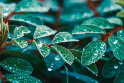 Close-up of wet plant leaves