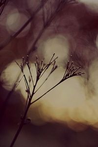 Close-up of plant against sky